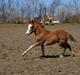 Welsh Pony af Cob-type (sec C) Noerrelide´s Night Flight