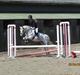 Welsh Pony (sec B) Shadow