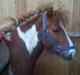 Shetlænder Bastian (Bisse) Låne pony
