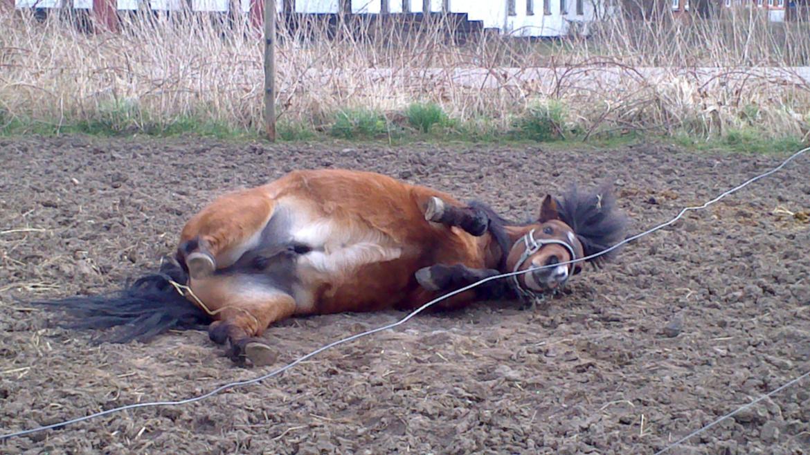 Miniature LUKAS billede 6