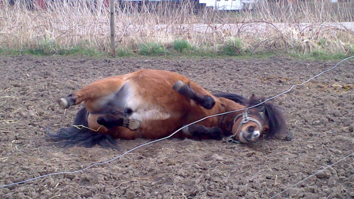 Miniature LUKAS billede 7