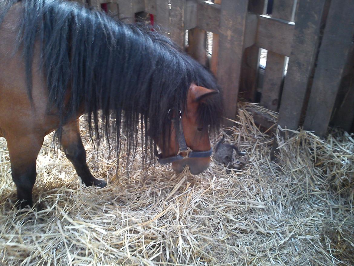 Miniature LUKAS billede 8