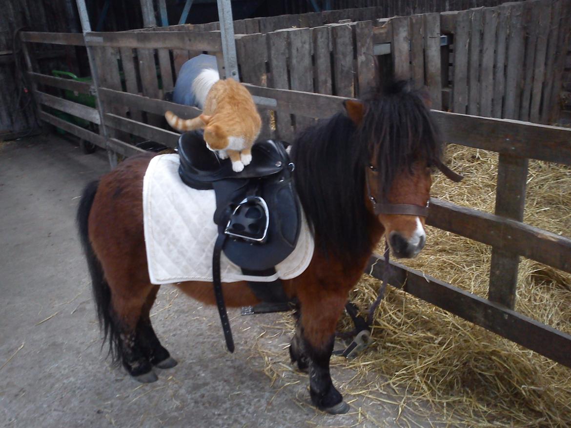 Miniature LUKAS billede 9