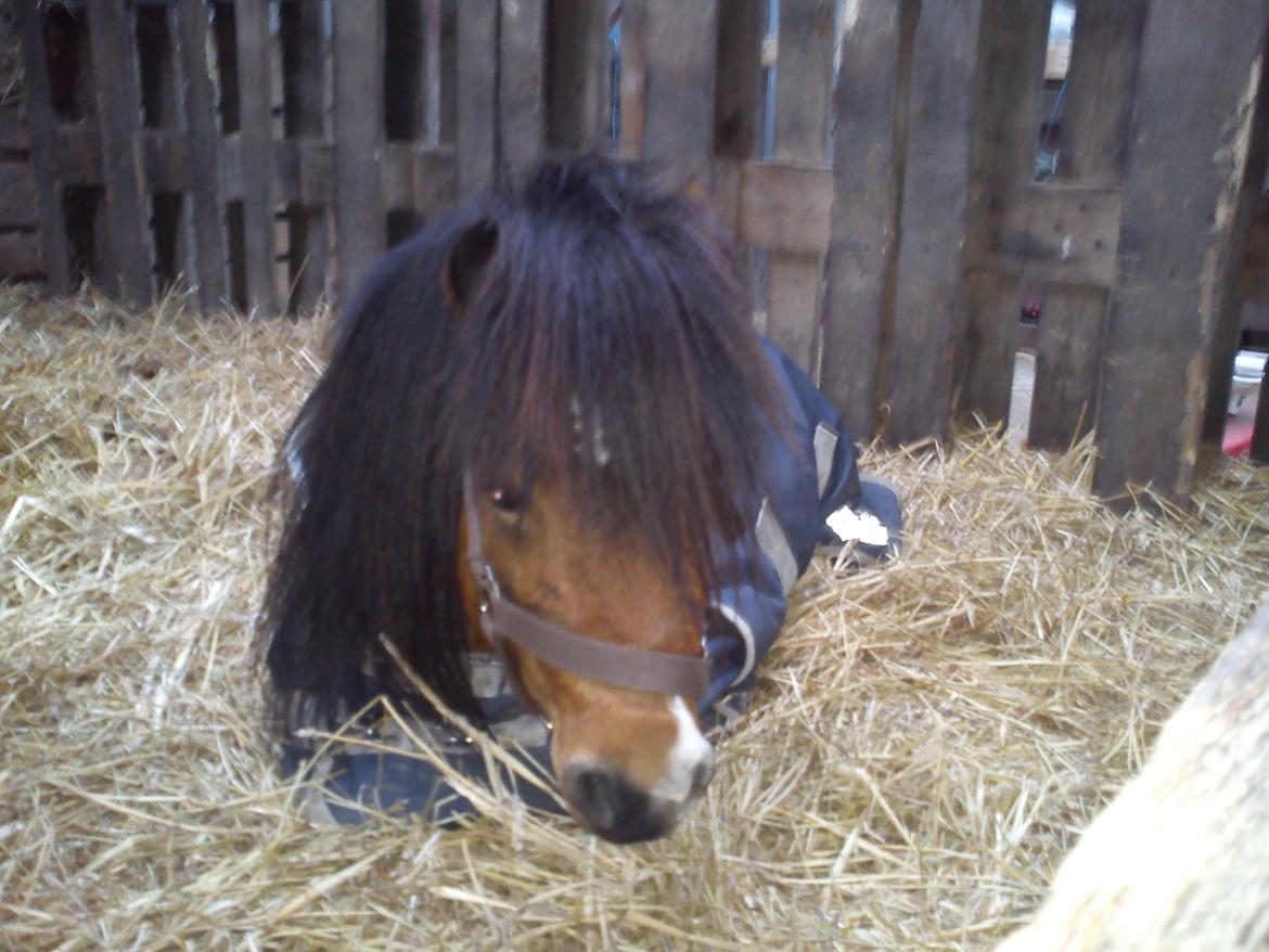 Miniature LUKAS billede 11