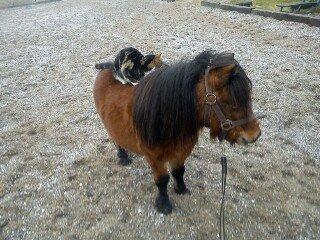 Miniature LUKAS billede 12