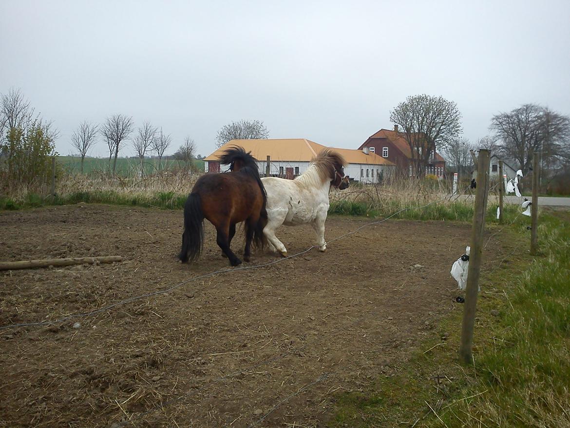 Miniature LUKAS billede 13