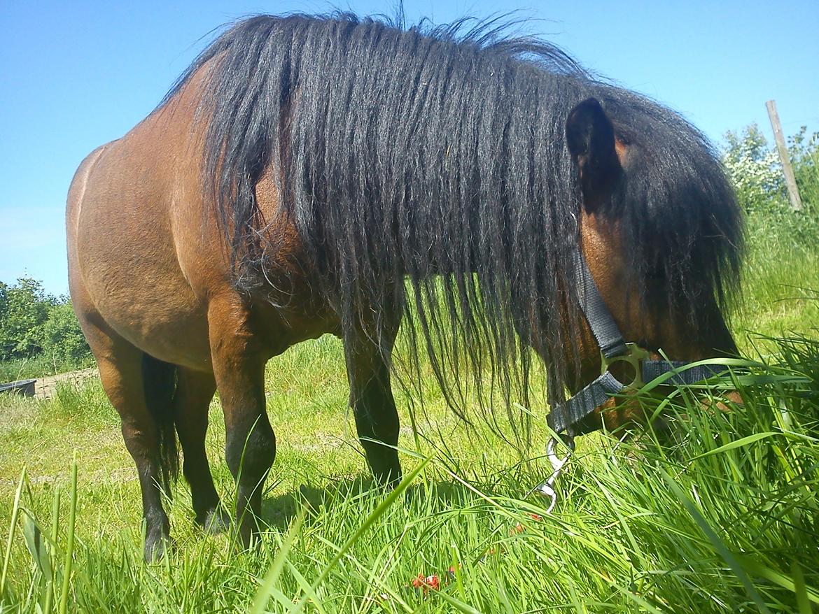 Miniature LUKAS billede 16