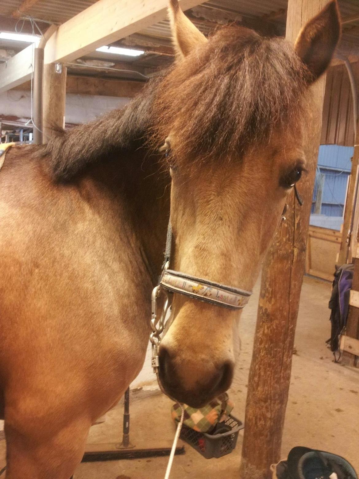 Hollandsk Sportspony Valerie <3 billede 8