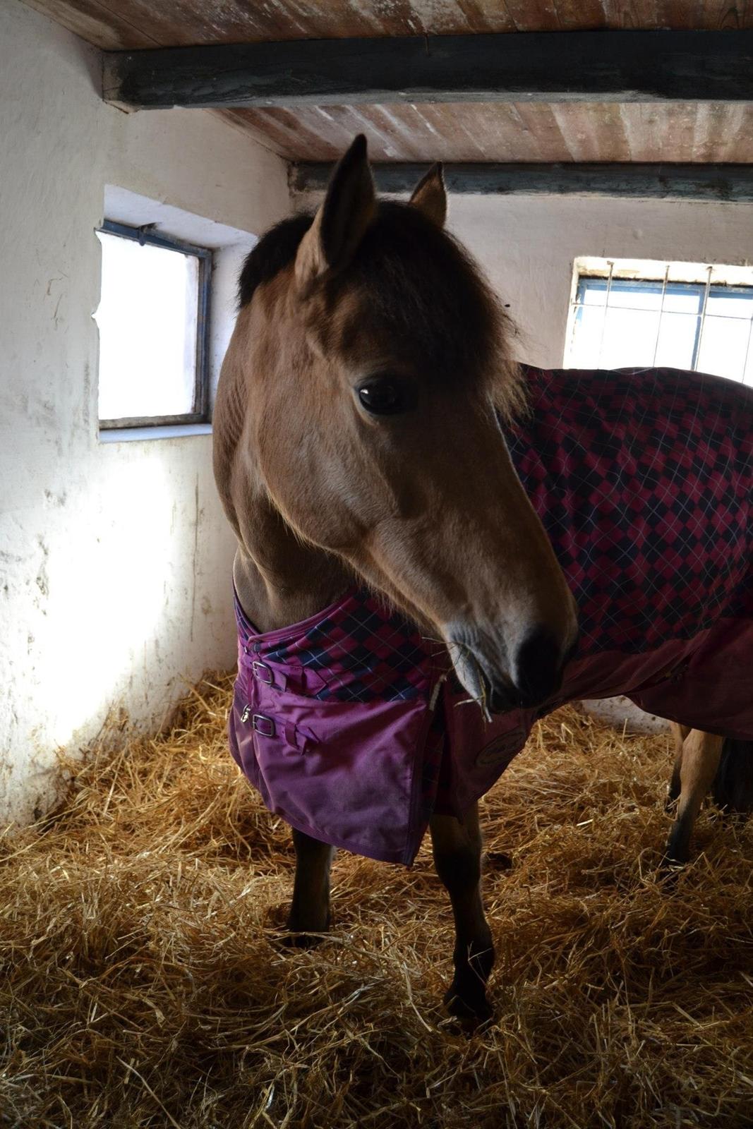 Hollandsk Sportspony Valerie <3 billede 9