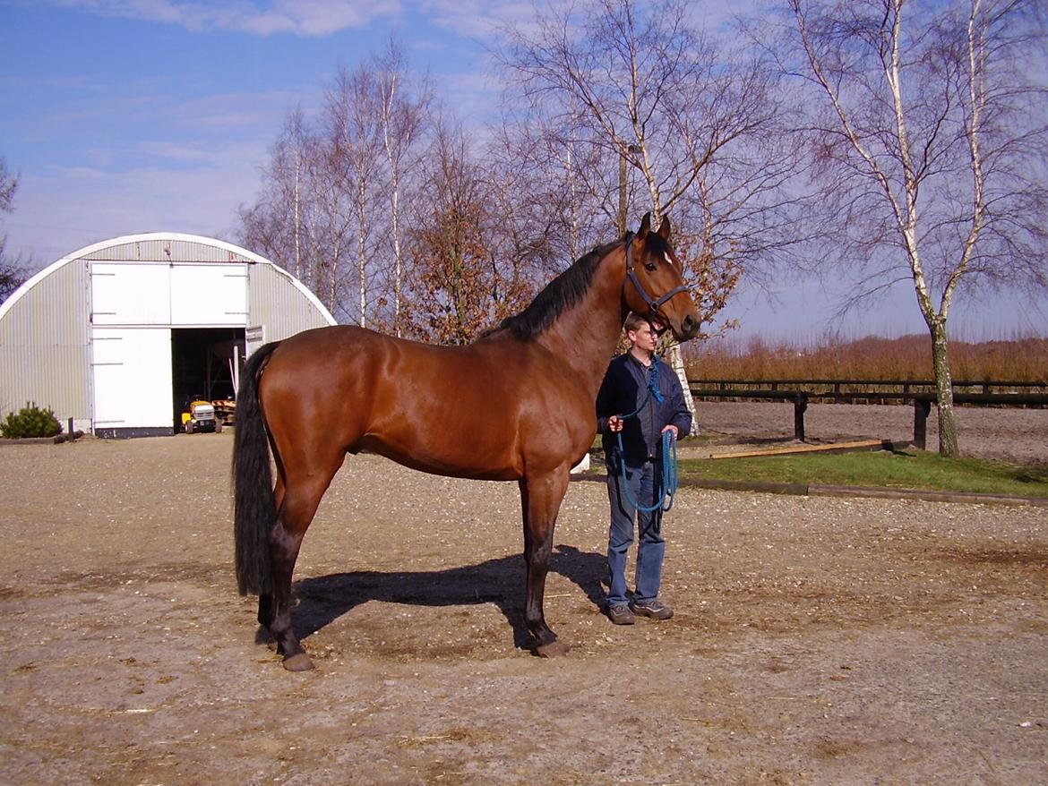 Anden særlig race First Trust (Tidl. hest) SOLGT - FIrst Leth Trusti´s far. billede 18