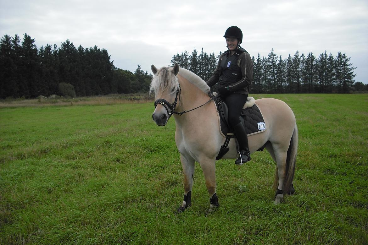 Fjordhest Bastian - til terrænprøve  billede 8