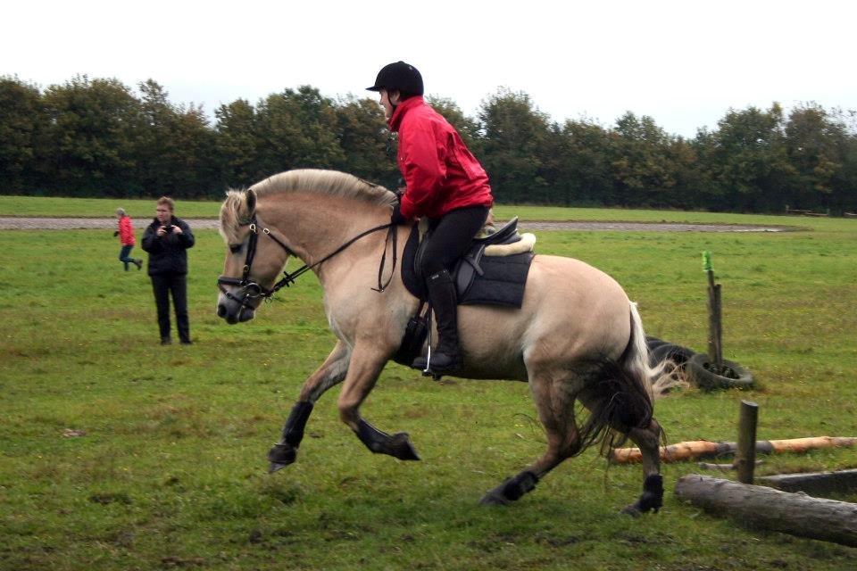Fjordhest Bastian - Til rævehalejagt i Vejleegnens fjordheste forening billede 13