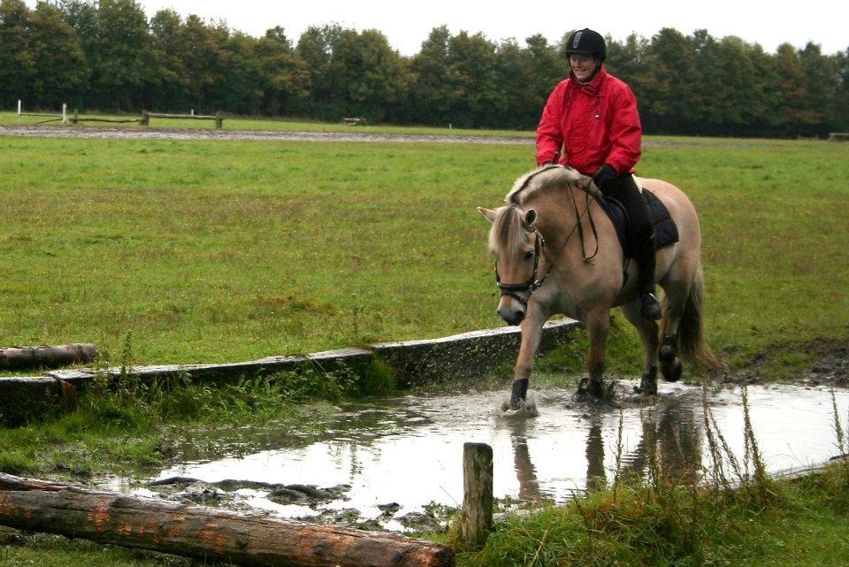 Fjordhest Bastian - Rævehalejagt Vejleegnens fjordheste forening  billede 14