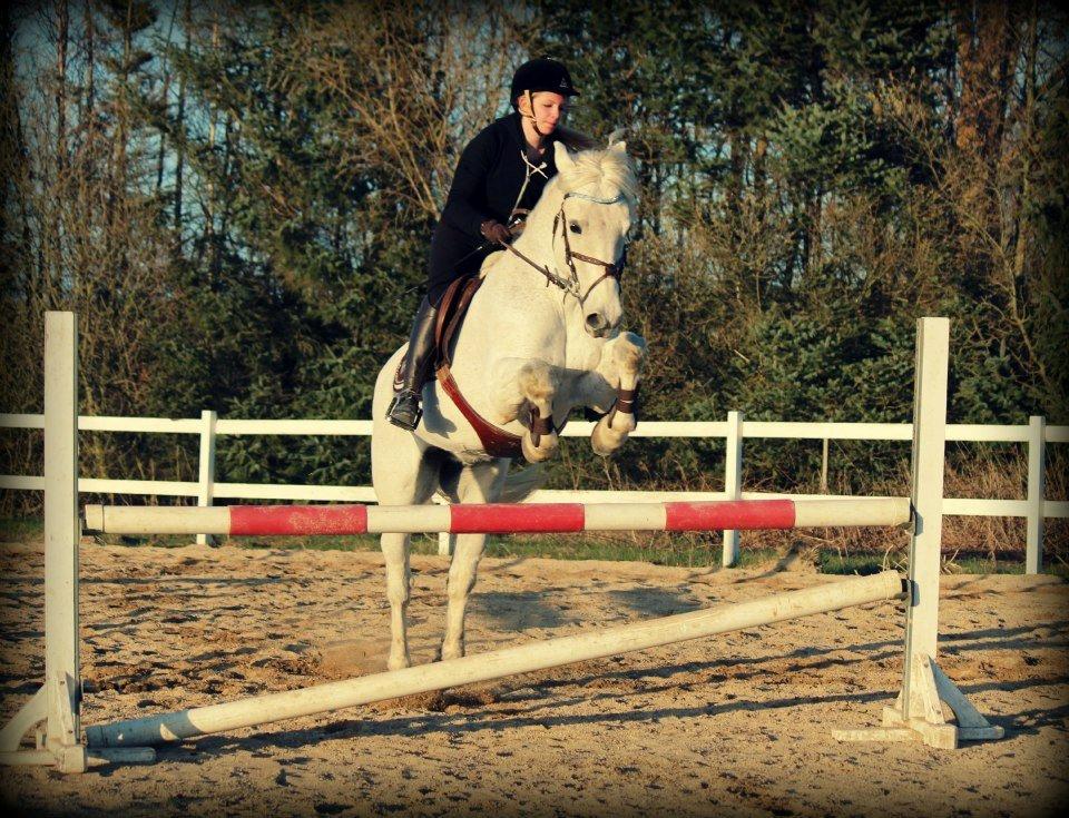 Connemara Kalle  - Springtræning, april 2013 billede 9