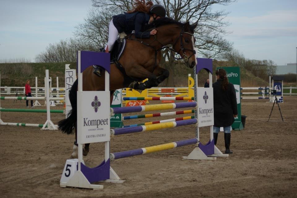 DSP Pikant V. - A pony billede 16