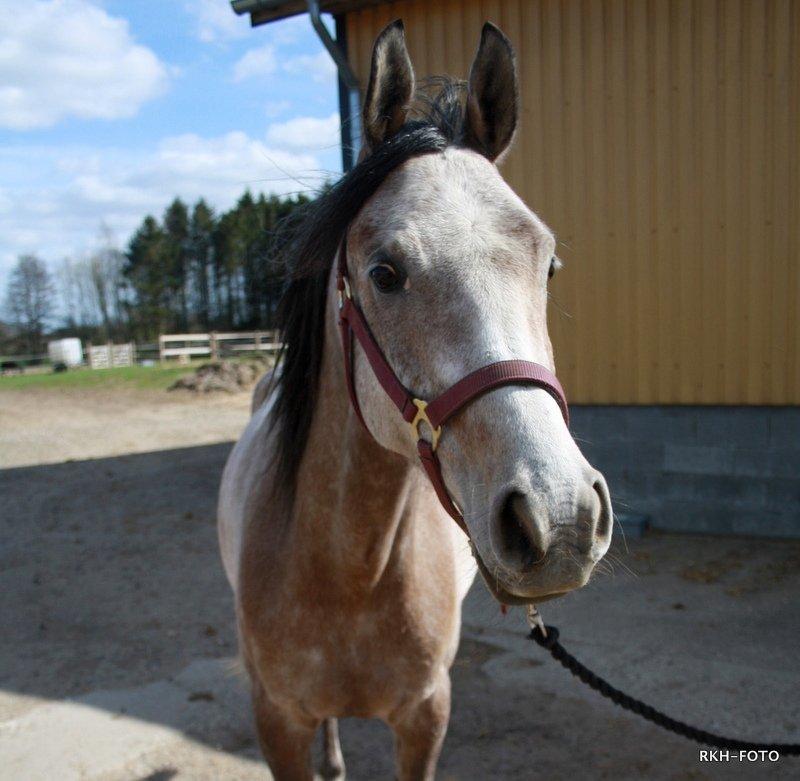 Arabisk fuldblod (OX) Zenitt billede 11