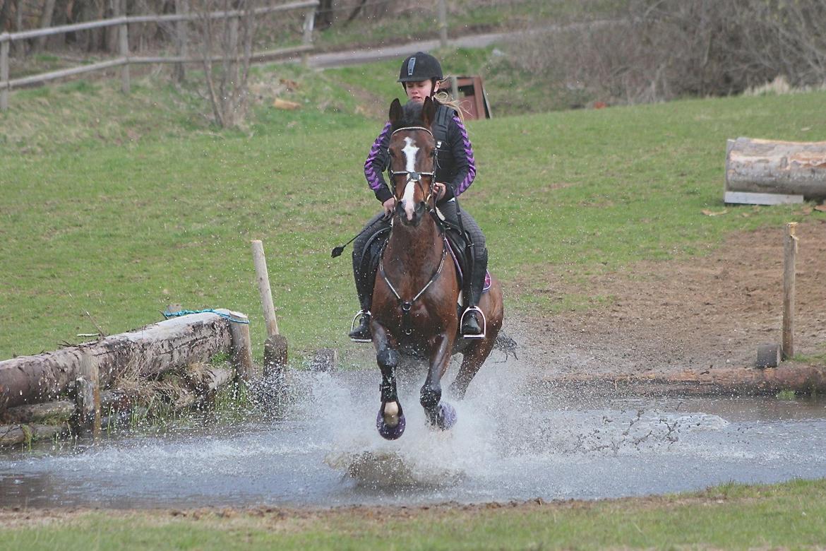 Hollandsk Sportspony Philippa - Sydjysk mester military 2014 - Terræntræning til Sugar Cup - Philippa er så sej billede 15