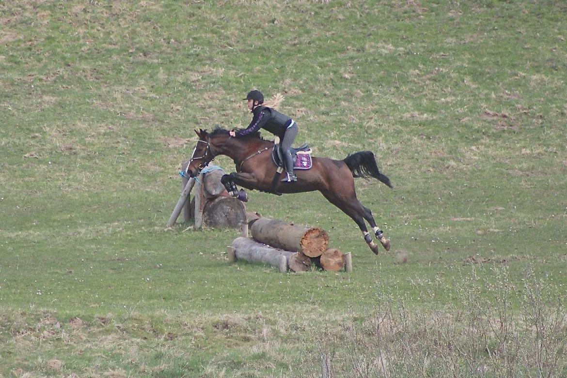 Hollandsk Sportspony Philippa - Sydjysk mester military 2014 - Mere terræntræning på min super glade og motiverede pony <3 billede 10