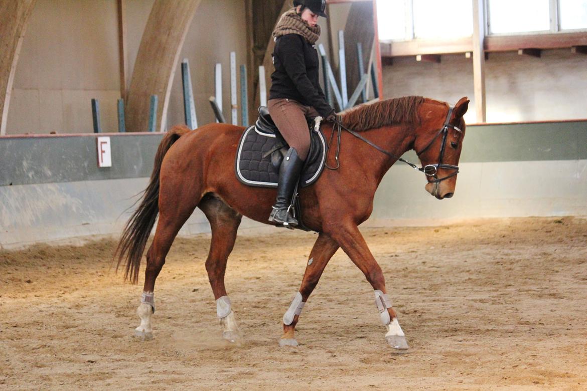 Dansk Varmblod Pittegårdens Cordoba billede 17