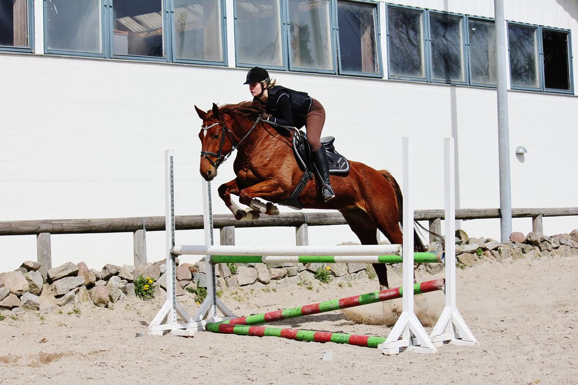 Dansk Varmblod Pittegårdens Cordoba billede 18