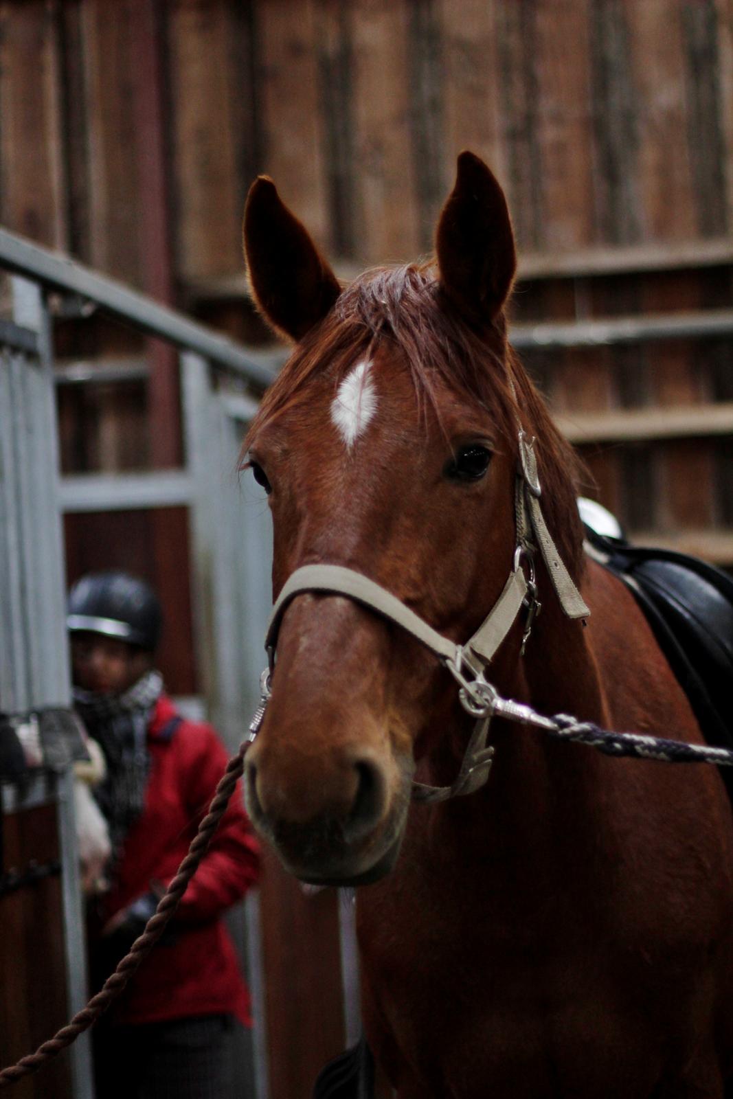 Dansk Varmblod Pittegårdens Cordoba billede 1