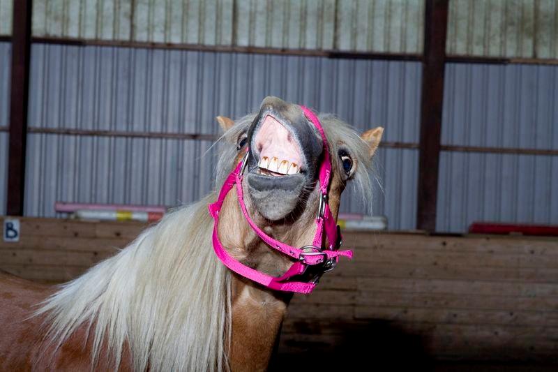 Haflinger Sabrina billede 12