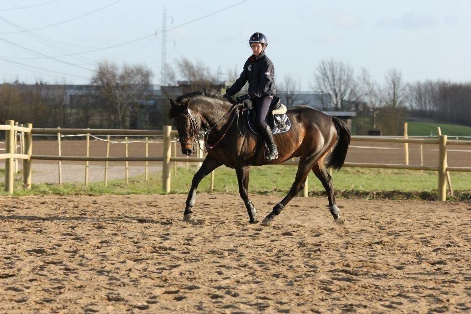 Irsk Sportspony Ebonys Star billede 16