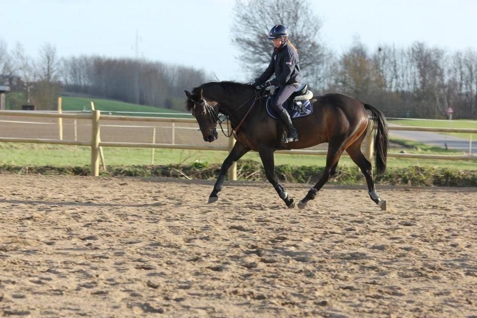 Irsk Sportspony Ebonys Star billede 6