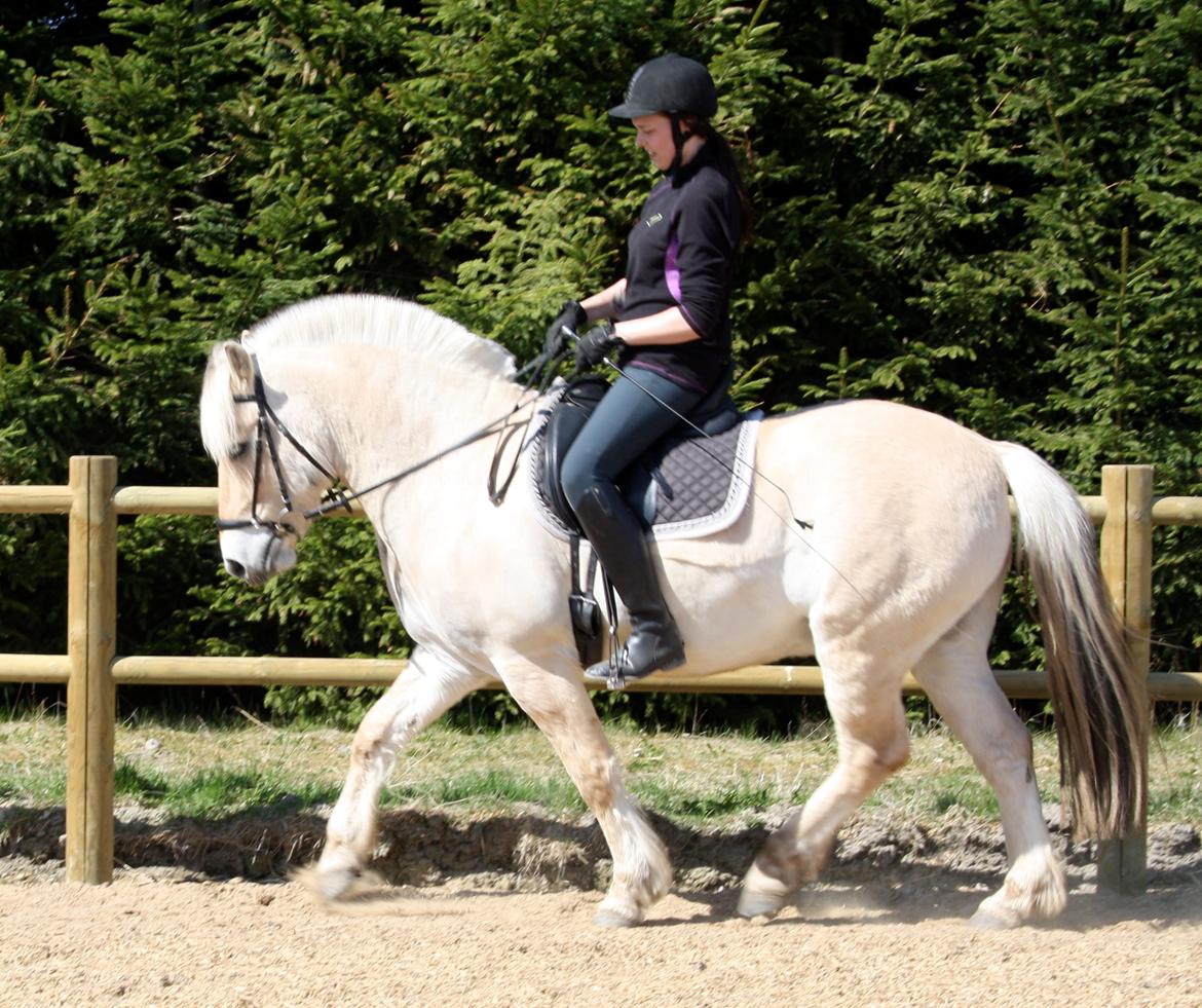 Fjordhest Hjalte Følsbjerg billede 6