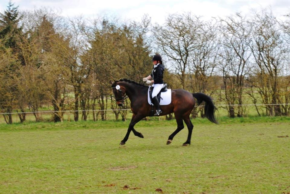 Holstener Cjang billede 4