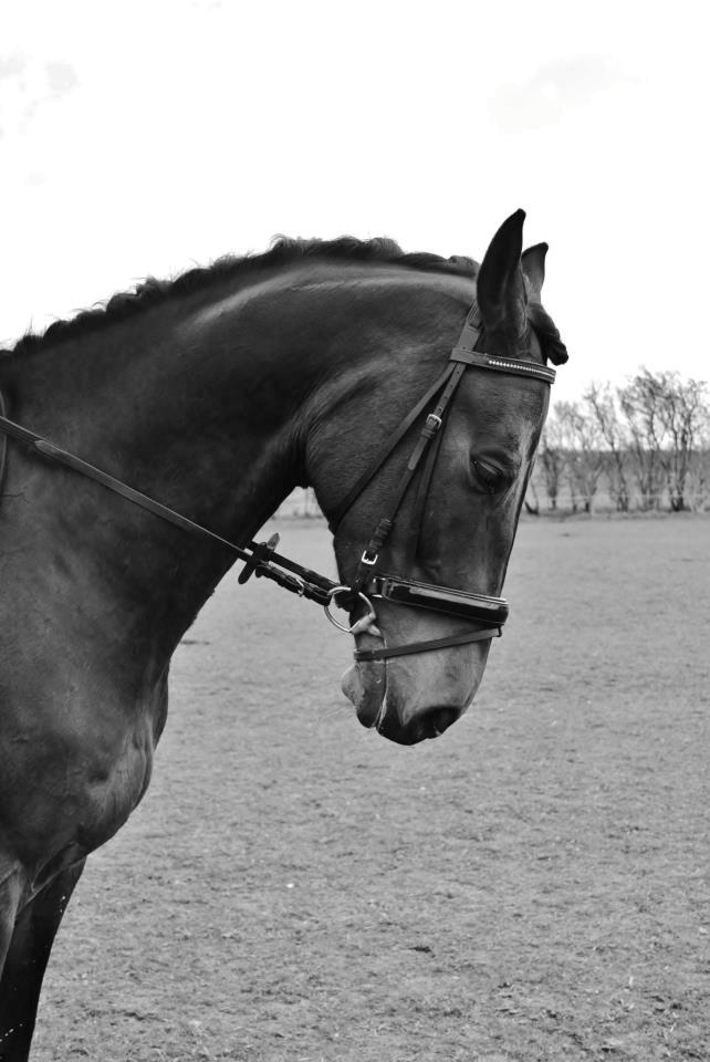 Holstener Cjang - Cjangs smukke hoved  billede 7