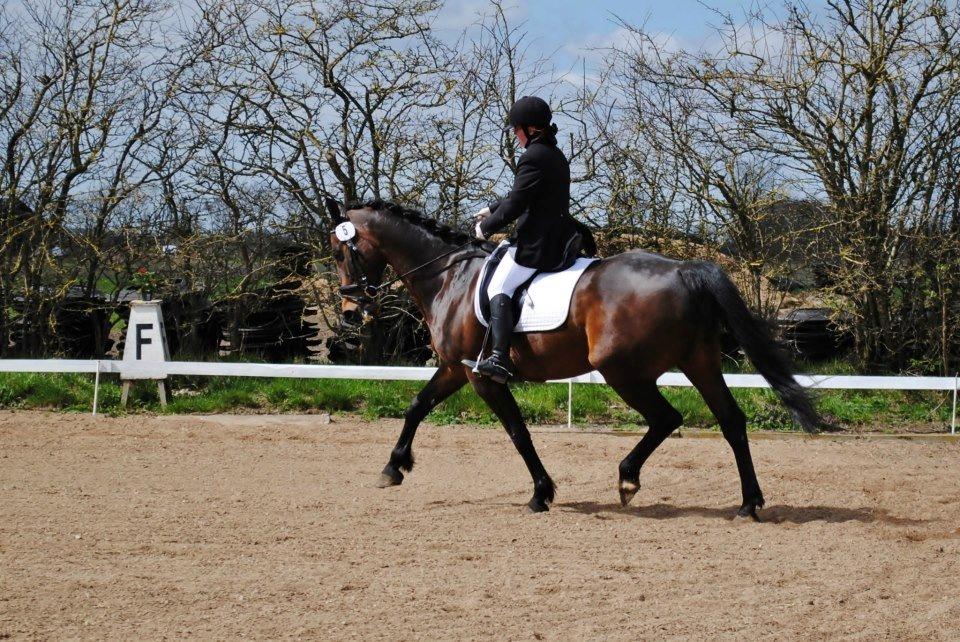 Holstener Cjang - på banen i en lb 2  billede 8