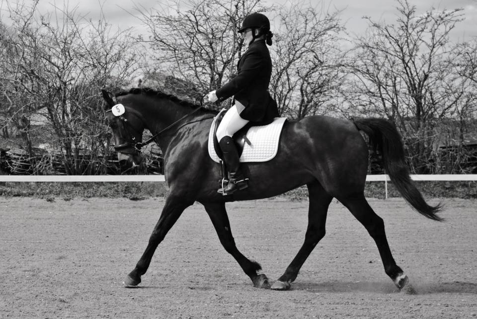 Holstener Cjang billede 10