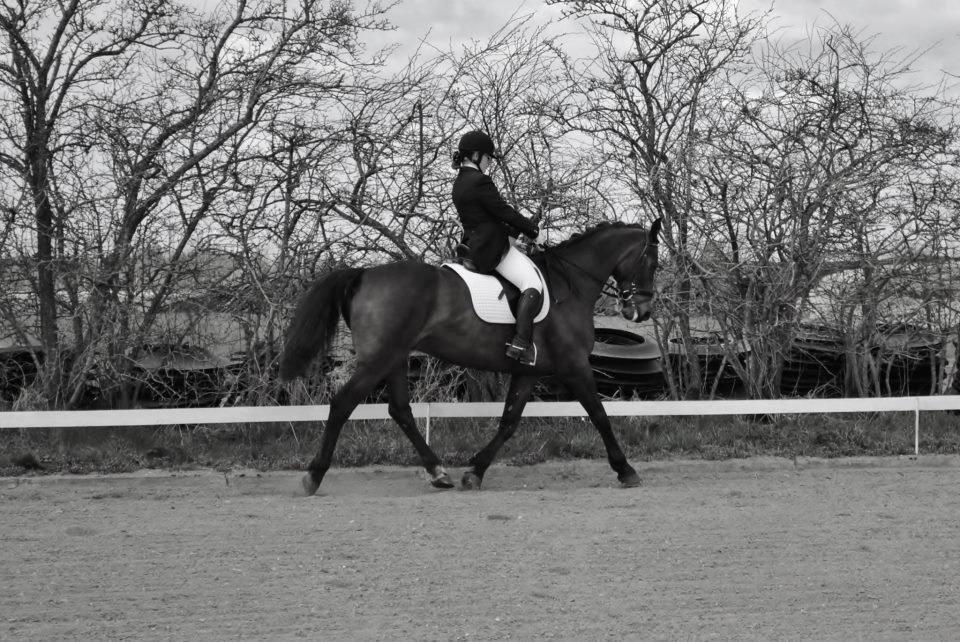 Holstener Cjang billede 13