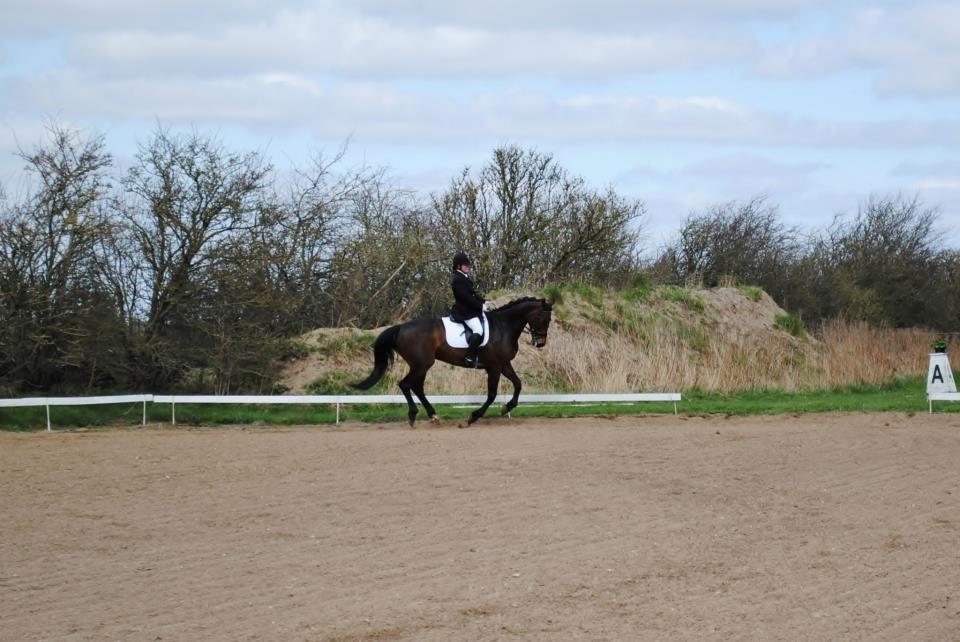 Holstener Cjang billede 14