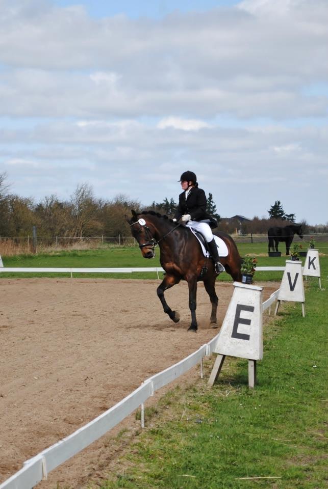 Holstener Cjang billede 15