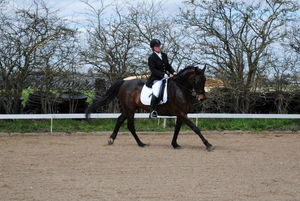 Holstener Cjang billede 16