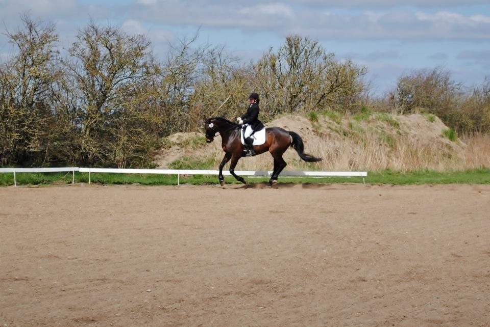 Holstener Cjang billede 17