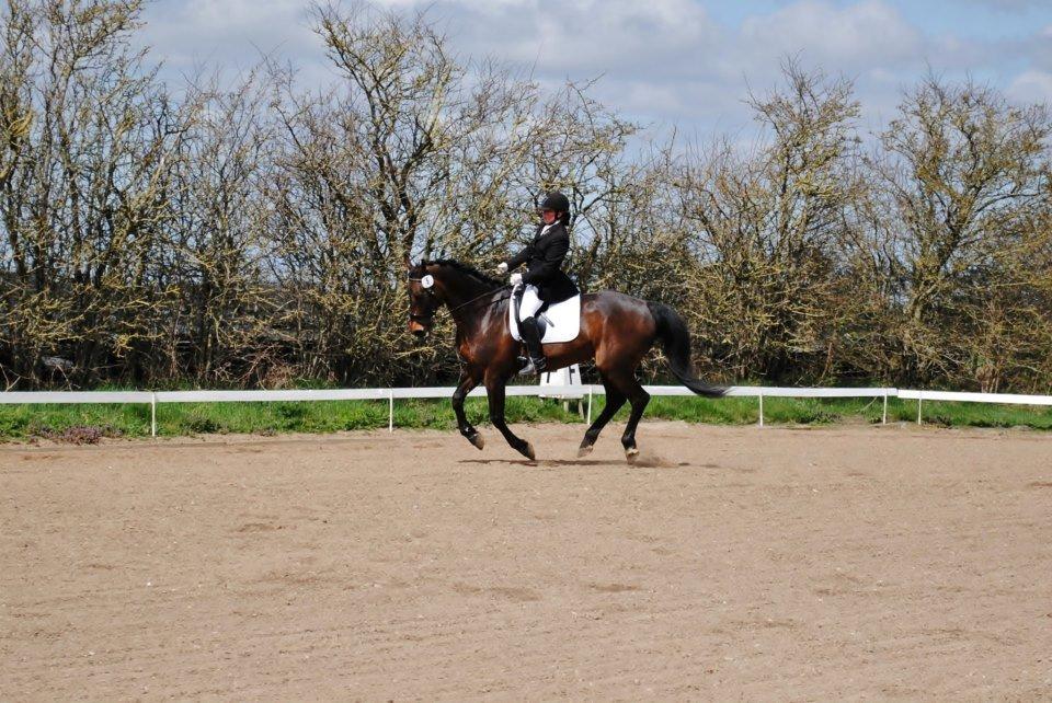 Holstener Cjang billede 18