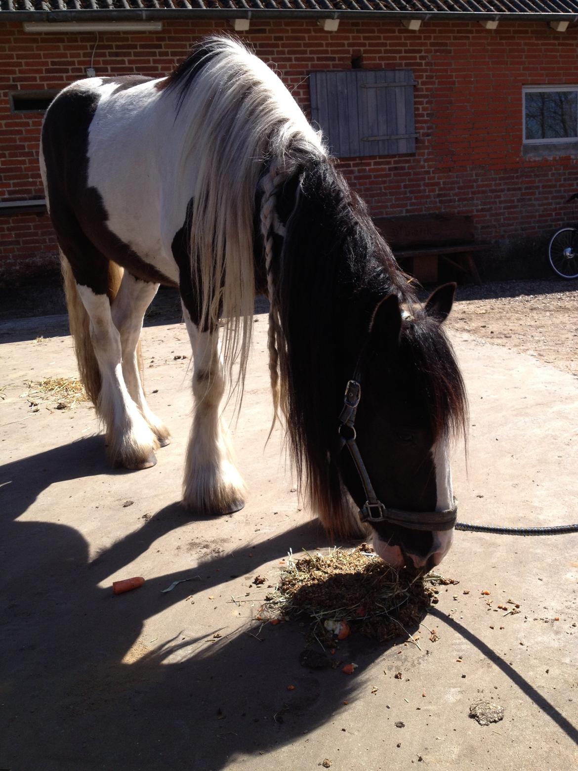 Irish Cob shadow billede 11