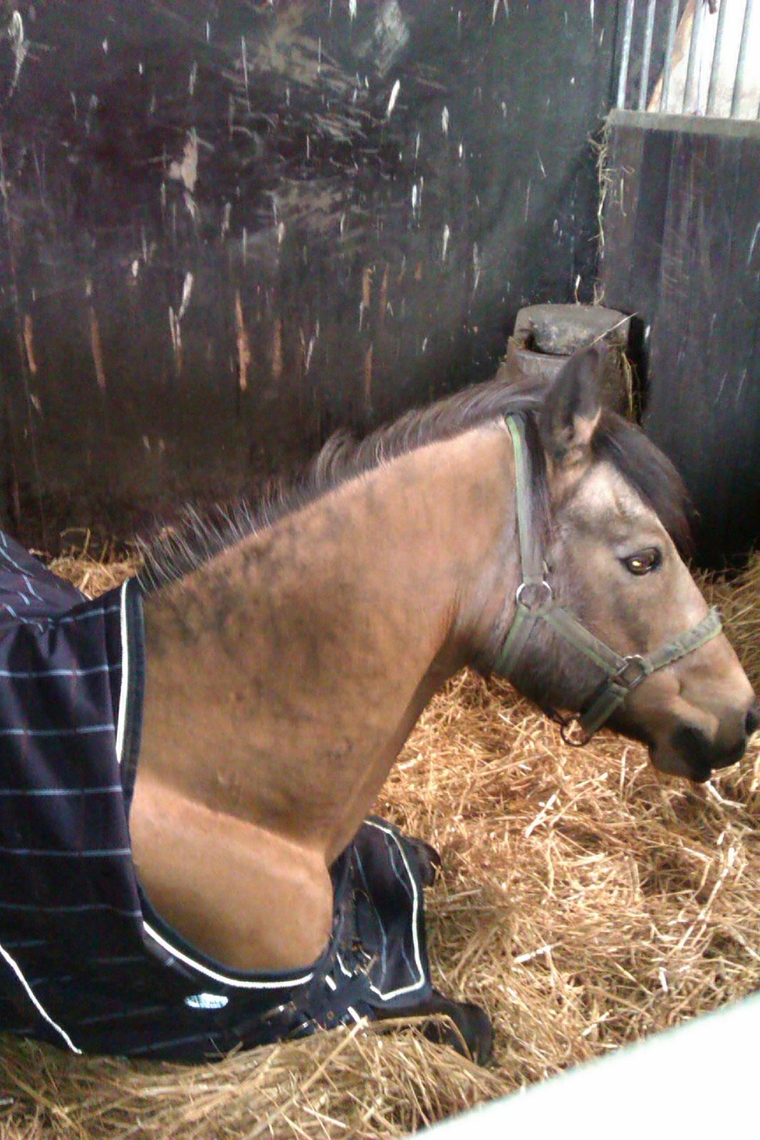 Connemara Nørlunds Targa/Conrad - <3 billede 16