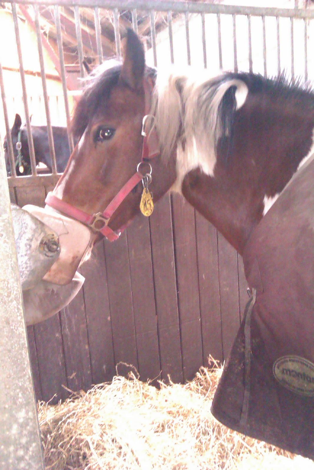 Anden særlig race Mille (Pensioneret) - At miste en ven fordi hun har fejlet, er som at smide en rose væk fordi den har torne. billede 18