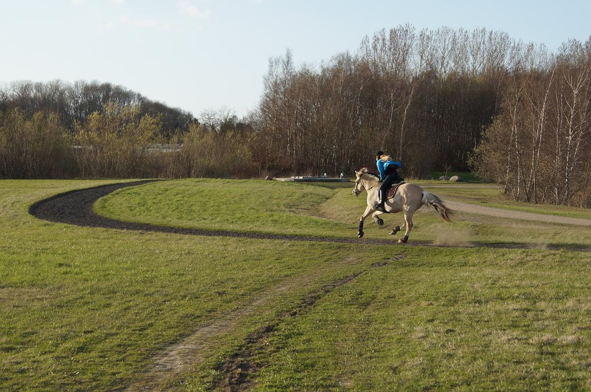Fjordhest Thor Lysholm - Så jorder vi<3 
april 2013. billede 15
