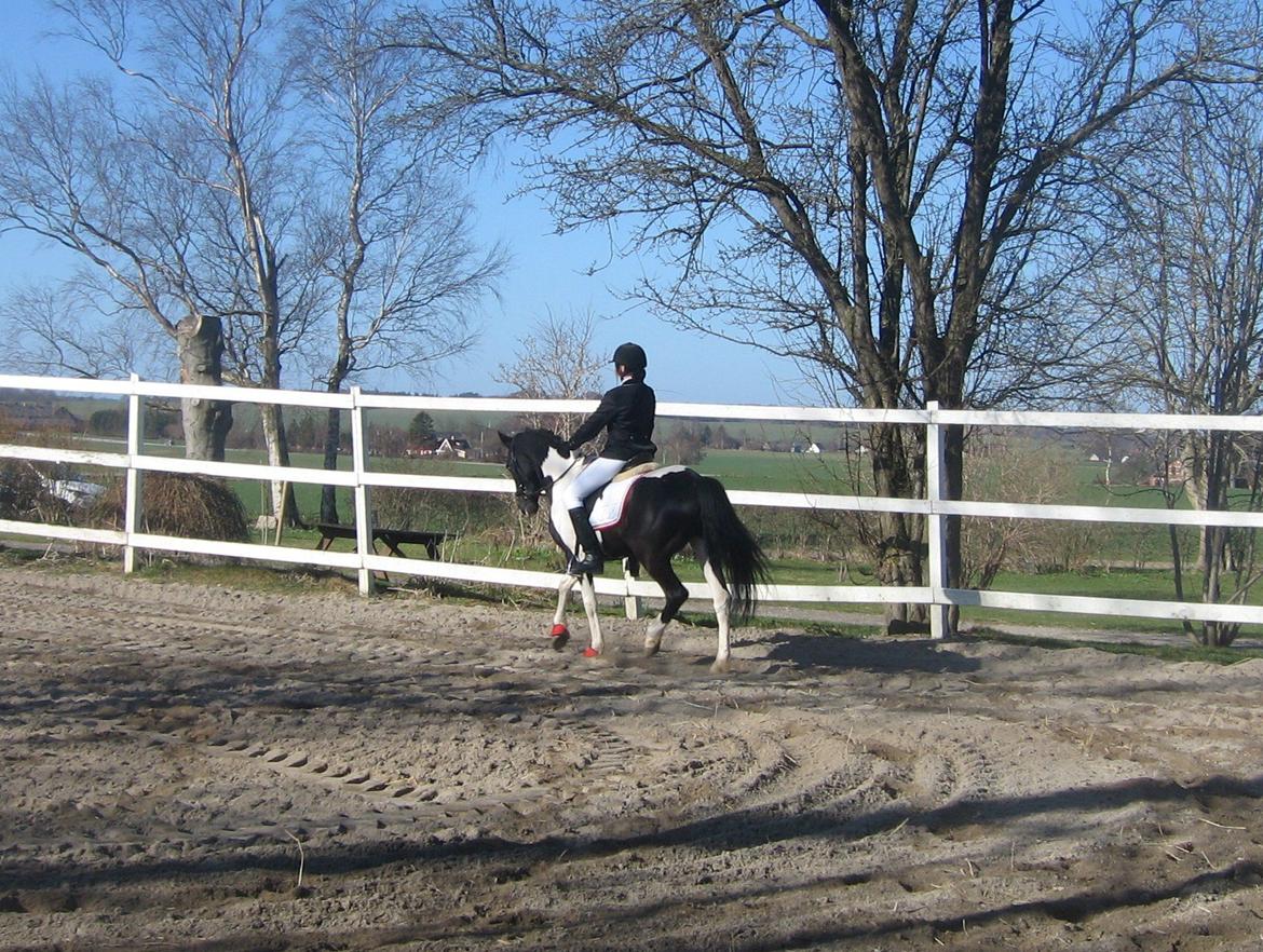 Barockpinto Jake - Jake & Jeg opvarmer til dressurstævnet d. 20 April 2013. <3 billede 19