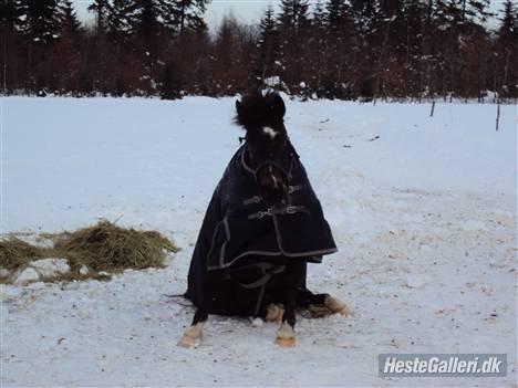 Anden særlig race Carino billede 13