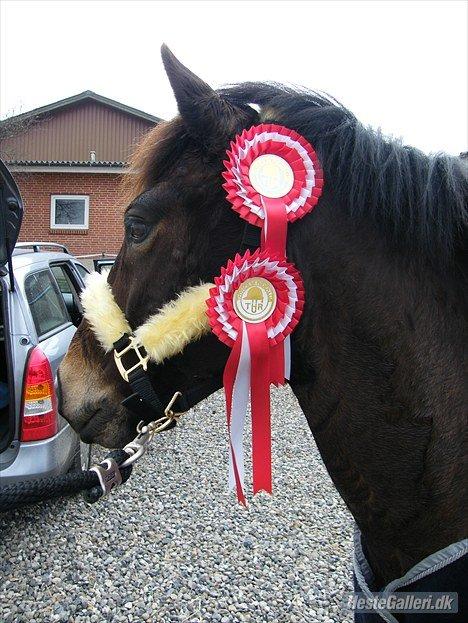 Anden særlig race Carino billede 14