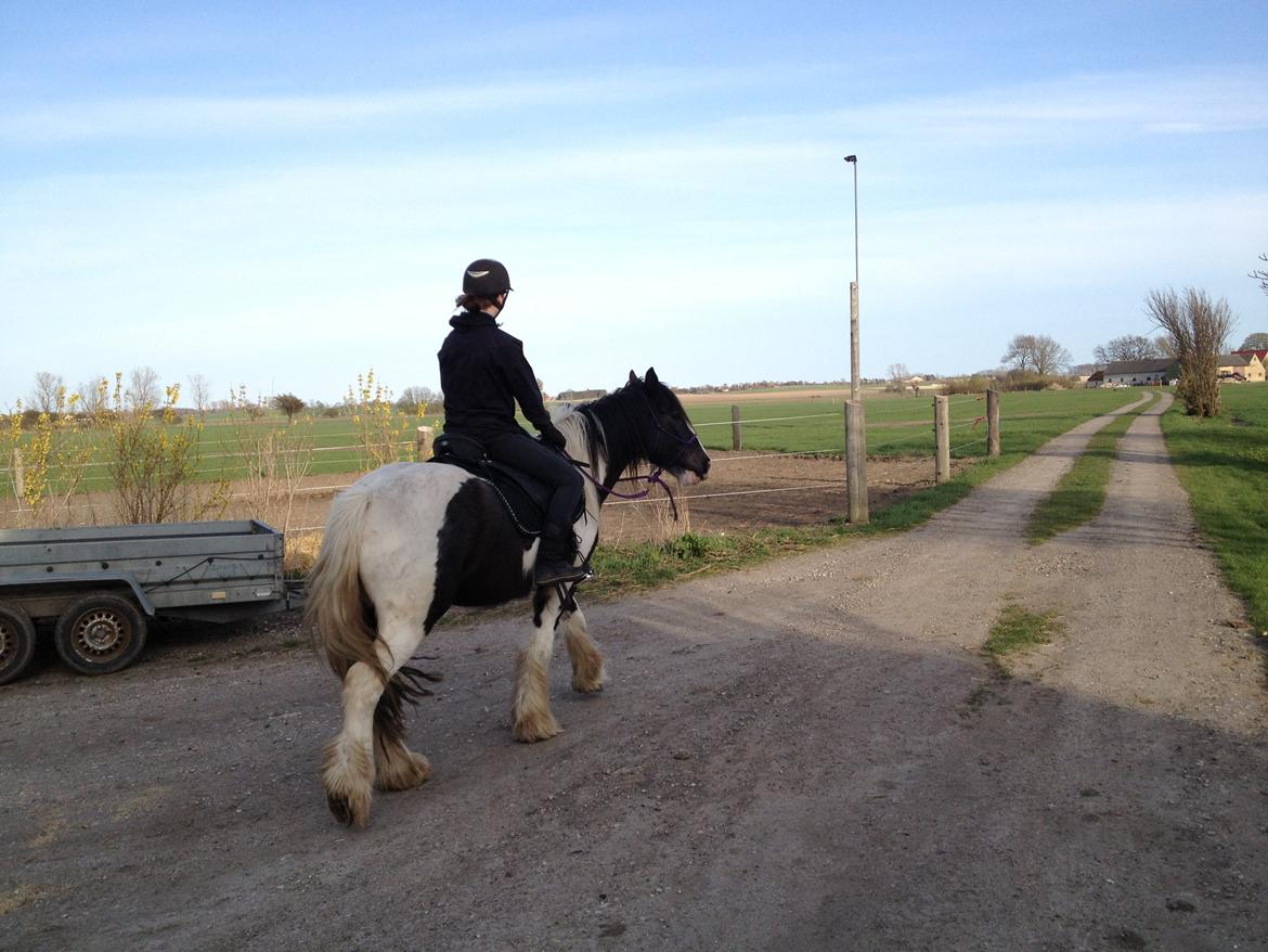 Irish Cob Brinkehøjens Findus billede 9