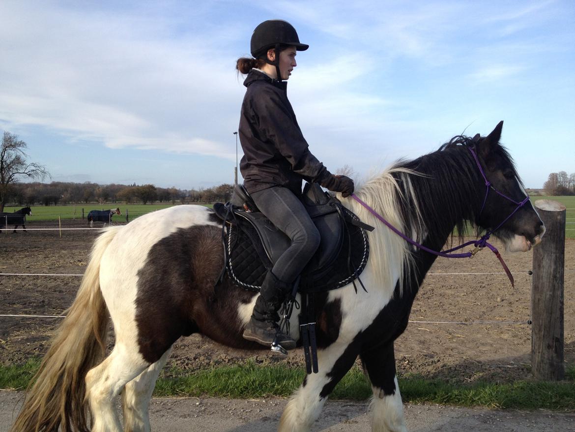 Irish Cob Brinkehøjens Findus billede 3