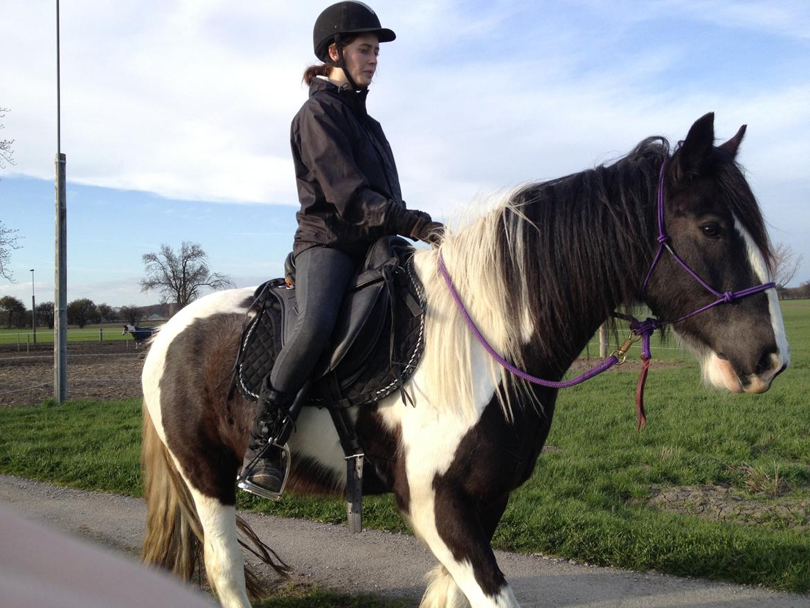 Irish Cob Brinkehøjens Findus billede 8