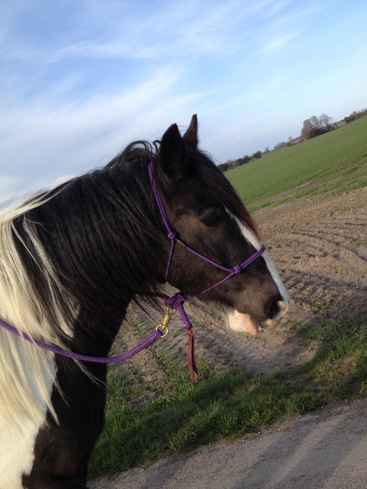Irish Cob Brinkehøjens Findus billede 4